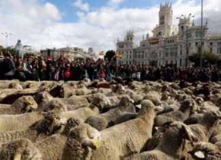 Na ulicama Madrida ovce zamijenile automobile