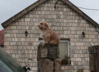 Pas Kod Kuće Ubijenih