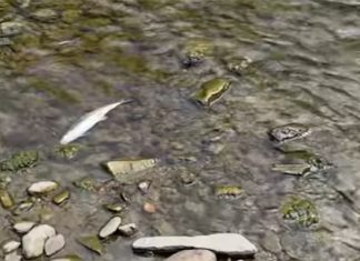 Pomor ribe rijeka Bosna