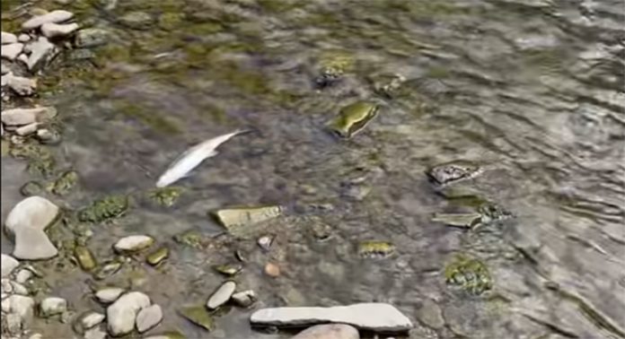 Pomor ribe rijeka Bosna